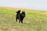 SCHIPPERKE 476